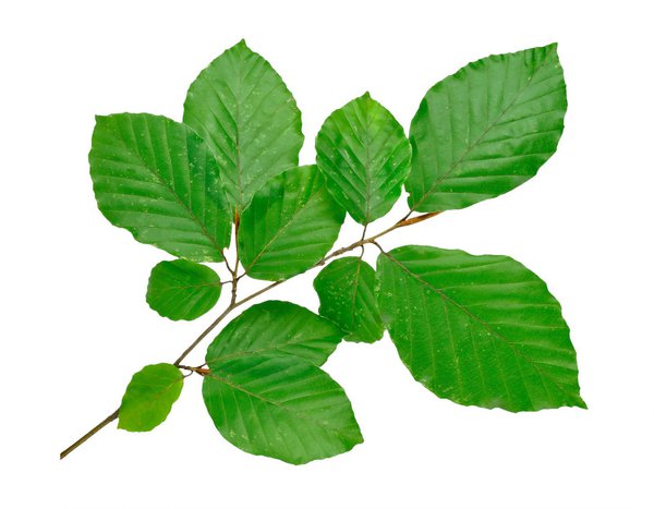 Feuilles de h&ecirc;tre commun
