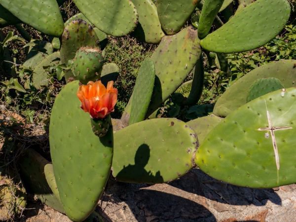 Opuntia