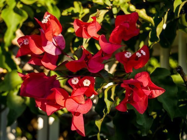 Planter un bougainvillier