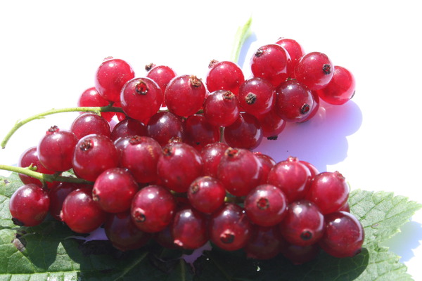 Tailler les groseilliers rouges Ribest Decorette Lubera