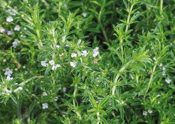 Satureja montana, sarriette d'hiver, pot de 1,3 L