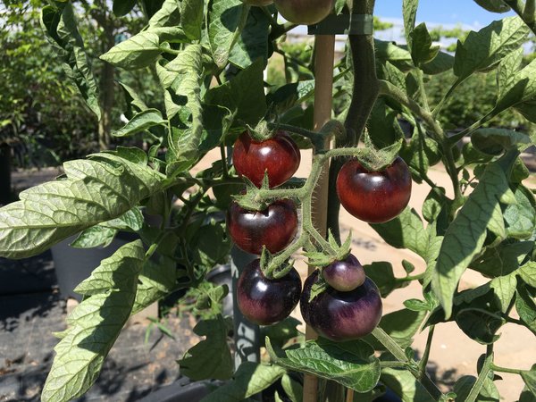 Freilandtomate, Open Sky&reg;, Happyblack&reg;, Lubera