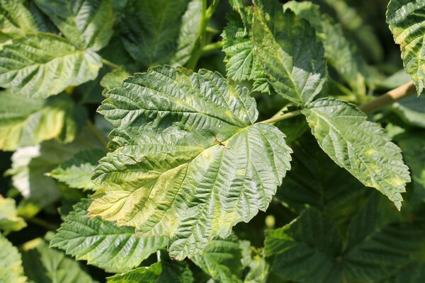 Virus, attaque virale sur framboise, feuille de framboisier, n&eacute;matodes