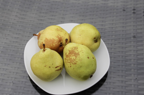Poirier colonnaire Pirini&reg; Myway&reg; &mdash; Fruits