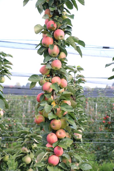 S�ulenf�rmiger Wuchs und sehr guter Fruchtbehang