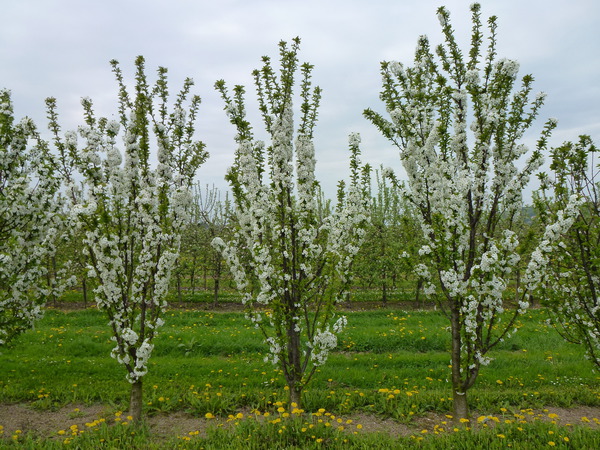 Plantation de cerisiers Fruttini Jachim Fleur de cerisier &agrave; port colonnaire  griottes Fleur Lubera