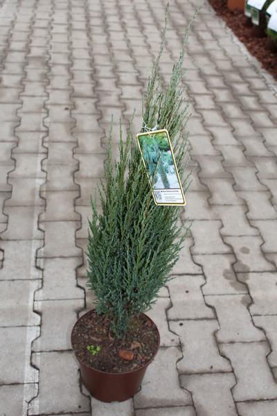 S�ulen-Wacholder, Raketenwacholder 'Blue Arrow'