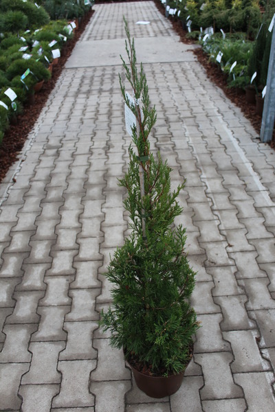 S�ulen-Wacholder 'Helle', Wacholder 'Spartan'
