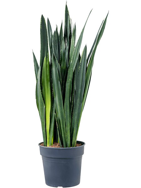 Sansevieria trifasciata 'Black Tiger', Tuff, im 34cm Topf, H�he 130cm, Breite 50cm