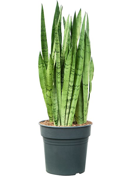 Sansevieria trifasciata 'Silver Mist', Tuff, im 27cm Topf, H�he 80cm, Breite 40cm