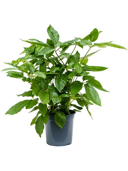 Schefflera actinophylla 'Amate', Tuff, im 21cm Topf, H�he 60cm, Breite 40cm
