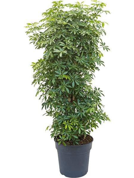 Schefflera arboricola 'Luseana', Verzweigt/s�ule, im 30cm Topf, H�he 100cm, Breite 35cm