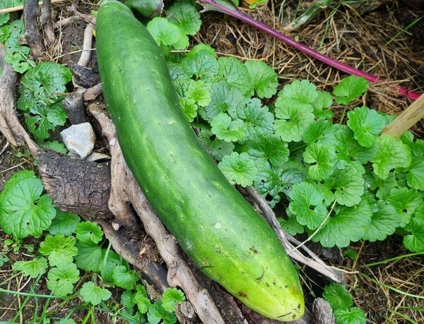 Conconbre allong&eacute;, Burpless Tasty Green, o&iuml;dium et mildiou