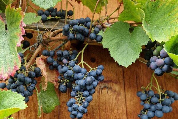 Vigne, vin, Vitis vinifera, Michurinskiy