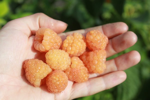 Framboisier, Schlaraffia&reg; 'Golddigger'&reg;, Rubus idaeus