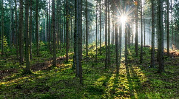 Arbres &agrave; croissance rapide pour les for&ecirc;ts, cr&eacute;er un jardin-for&ecirc;t