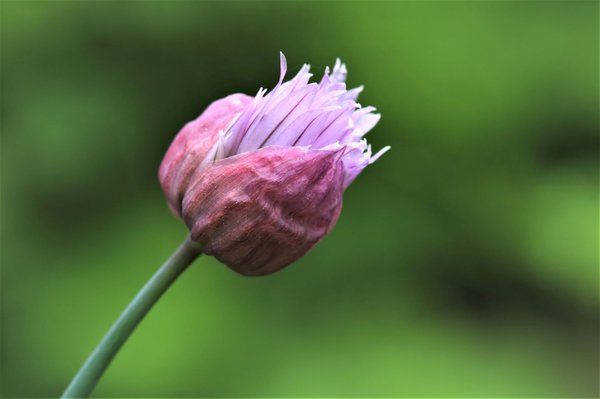 Bouton de ciboulette juste avant d&rsquo;&eacute;clore