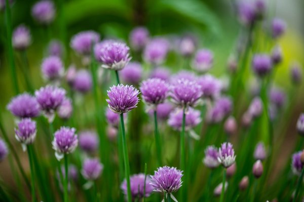 Ciboulette en fleur