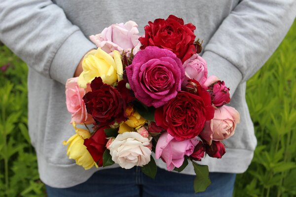 vari&eacute;t&eacute;s de rosiers