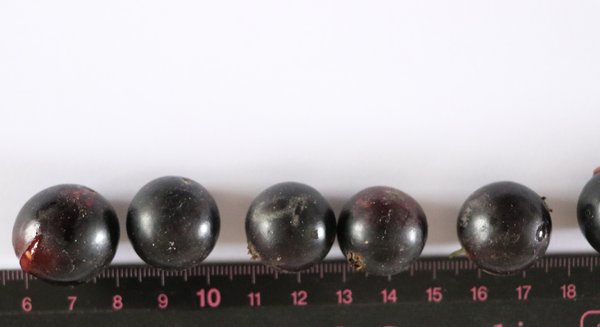 Cassis, Ribes nigrum, Cassissima, Little Black Giant