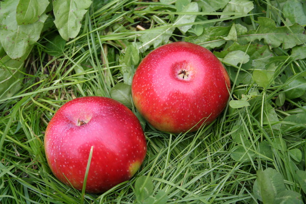 vari&eacute;t&eacute;s de pommes sucr&eacute;es Lubera Pommier Malini Pronto