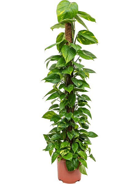 Scindapsus (Epipremnum) 'Aureum', Moosstab 150, im 27cm Topf, H�he 140cm, Breite 40cm