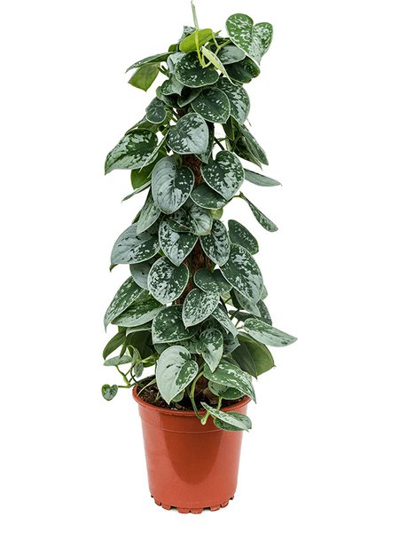 Scindapsus pictus 'Silvery Ann', Moosstab 60, im 17cm Topf, H�he 60cm, Breite 20cm