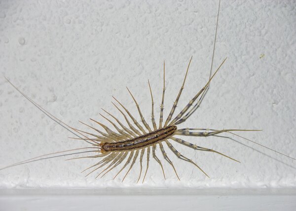 Gliederf&uuml;sser, Spinnenl&auml;ufer, Scutigera coleoptrata, r&auml;uberisch, w&auml;rmeliebend