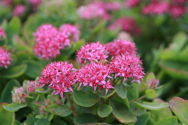 Planter des plantes vivaces