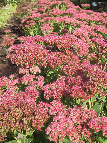 Sedum telephium 'Herbstfreude'