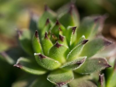 Joubarbe <i>Sempervivum</i>