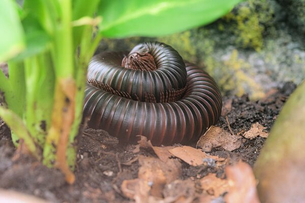 Mille-pattes, centi&egrave;des, gros plan d'un mille-pattes g&eacute;ant enroul&eacute;
