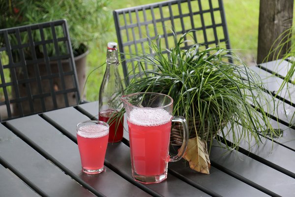 Diviser la rhubarbe Sirop &agrave; partir de Canada Red Lubera