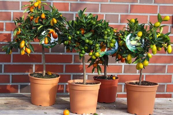 Votre ensemble Orangerie : Kumquat ovale, Limequat Tavares, Calamondin, Kumquat Nordmann sans p&eacute;pins, fleurs d'agrumes