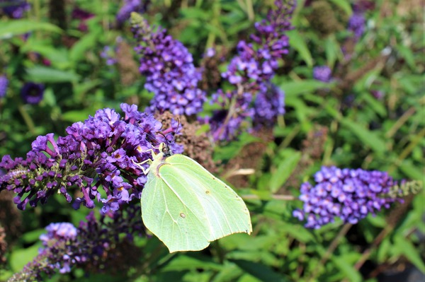 Arbre aux Papillons 'Empire Blue, avec un papillon, arbustes &agrave; fleurs