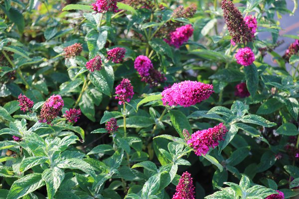 Buddleja davidii Miss Molly, arbustes &agrave; fleurs
