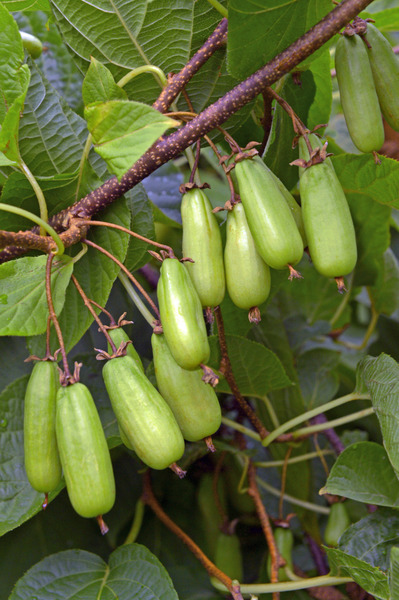 viele l�ngliche Fr�chte am Zweig