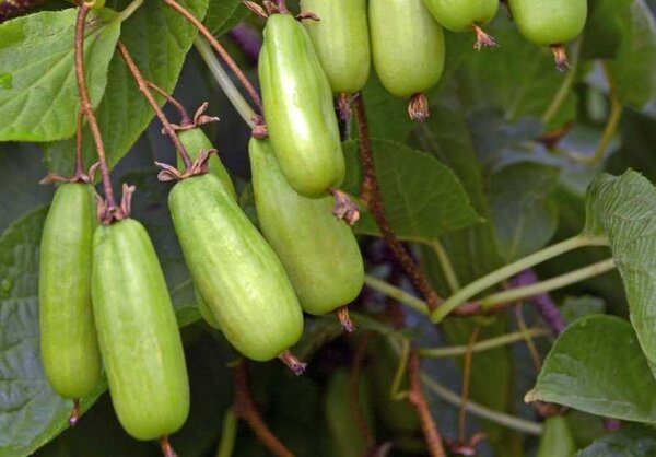 Kiwi d'&eacute;t&eacute;, kiwi arctique, Vitakola Actinidia kolomikta, kiwis rustiques