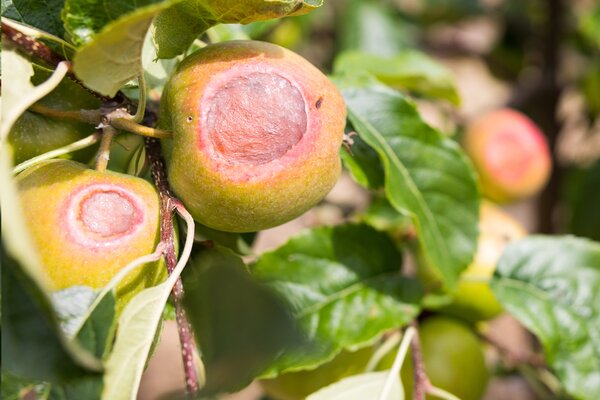 Coup de soleil sur les pommes, pomme, d&eacute;g&acirc;ts caus&eacute;s par le soleil, gros plan, poirier perd ses feuilles