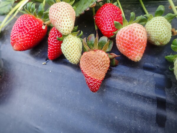 Coups de soleil sur les fraises, stress thermique, changement climatique