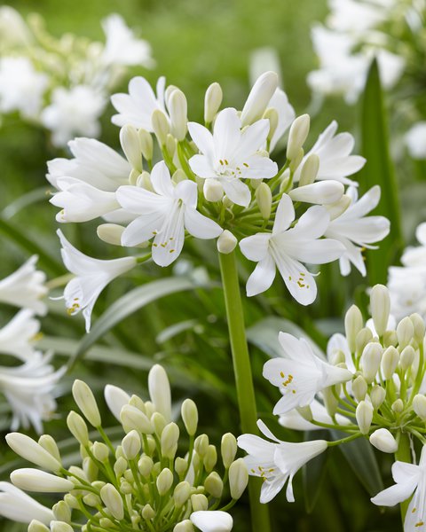 Agapanthus 'Ever White', Schmucklilie 'Ever White'