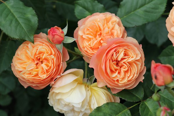 Entretien des rosiers Rosier de massif Eveline Wild Lubera
