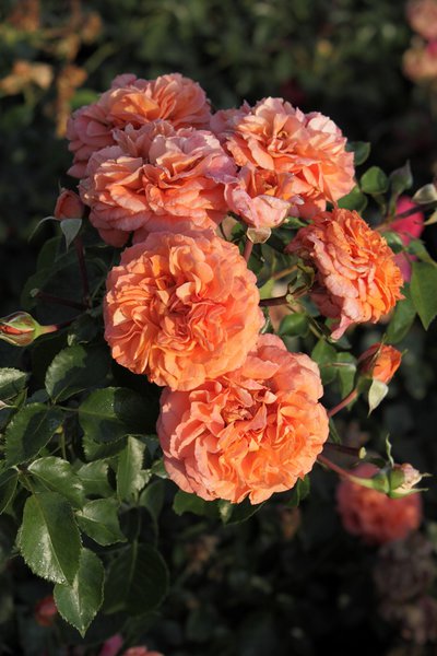 Planter et entretenir les rosiers &agrave; fleurs group&eacute;es Orangerie de rosiers &agrave; fleurs group&eacute;es Guide de culture Lubera