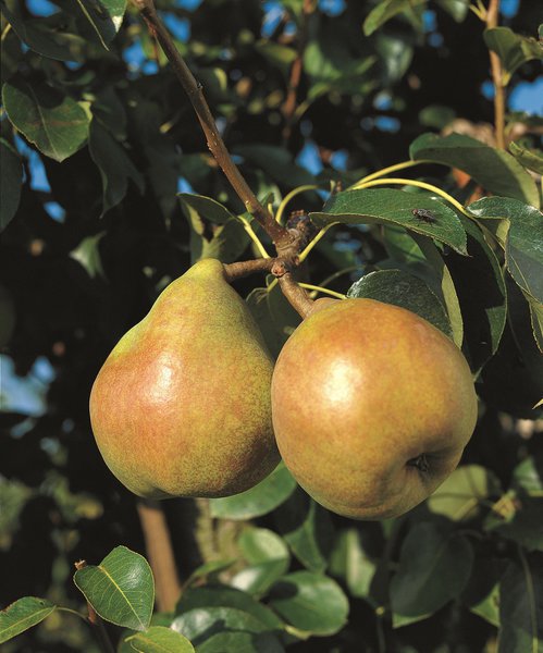 Planter, entretenir et tailler un poirier Guide de culture Poirier commun Doyenn&eacute; du Comice <i>Pyrus communis</i> Lubera