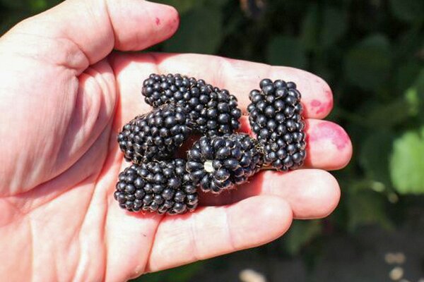 Rubus fruticosus, m&ucirc;re, m&ucirc;rier, brombeere columbia star