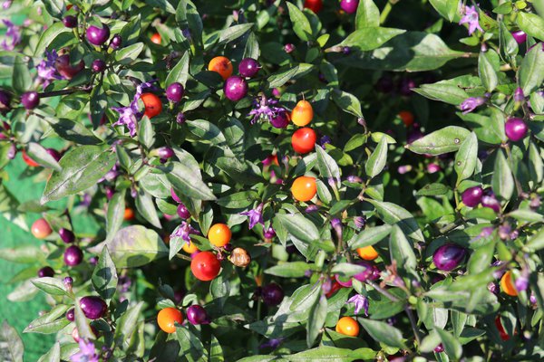 Piment 'Bolivian Rainbow', Capsicum annuum 'Bolivian Rainbow', Mon piment ne fleurit pas