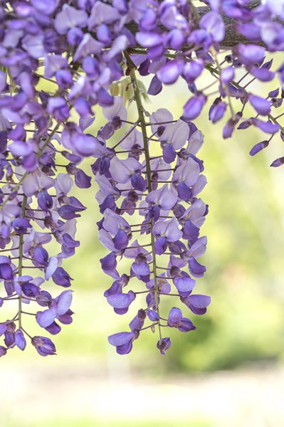 Chinesischer Blauregen 'Caroline', Wisteria sinensis