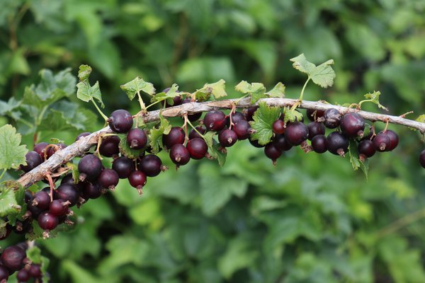 ConfiBeere Jofruity (Caseille Josta)