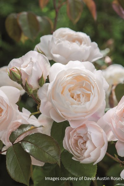 Planter une haie de rosiers, Rose anglaise Desdemona