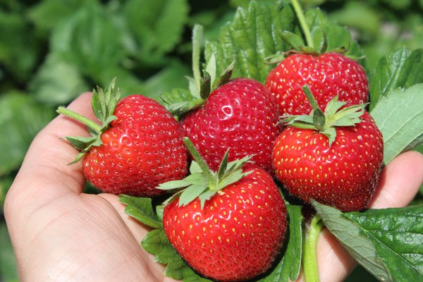 Planter des fraisiers Fraisier SchweizerHerz Lubera